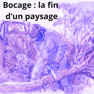 Bocage : en Bretagne, la dégradation continue #2